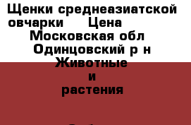 Щенки среднеазиатской овчарки.  › Цена ­ 20 000 - Московская обл., Одинцовский р-н Животные и растения » Собаки   